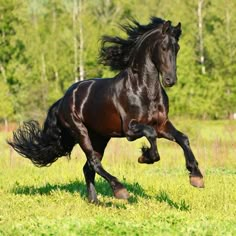 a black horse is galloping through the grass