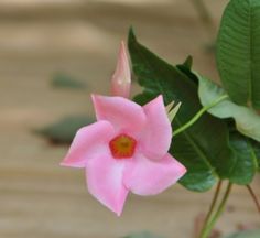 a pink flower with green leaves in the background