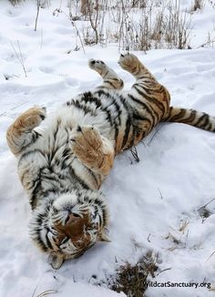 a tiger laying on its back in the snow