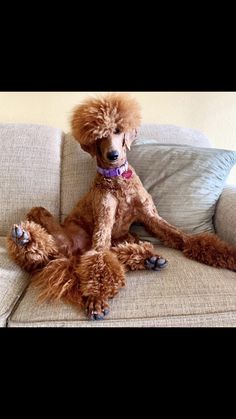 a brown poodle sitting on top of a couch