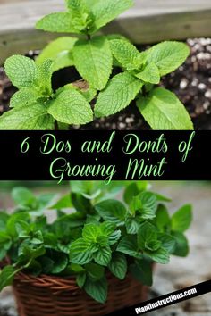 four different types of growing mints in pots with the title 6 dos and don'ts of growing mint