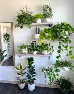 several potted plants are arranged on shelves in front of a mirror and wall mounted shelf