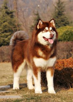 a large brown and white dog standing on top of a grass covered field with trees in the background