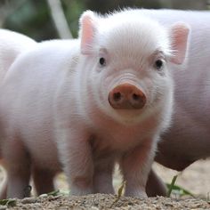 two small pigs standing next to each other