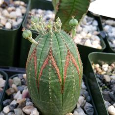 a close up of a green plant in a pot with rocks and gravel around it