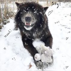 a large black dog standing in the snow with a stuffed animal on it's back