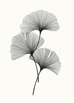 two black and white ginko tree leaves on a white background by corbi