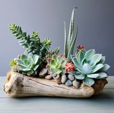 an arrangement of succulents and rocks in a log