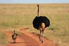 an ostrich and its baby walking down a dirt road