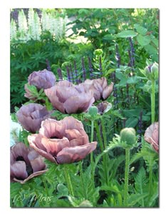 some pink flowers are in the middle of green grass and purple flowers grow behind them