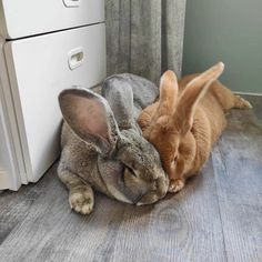 two rabbits are laying next to each other