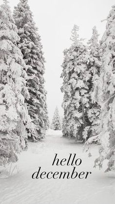 a black and white photo of snow covered trees with the words hello december on it