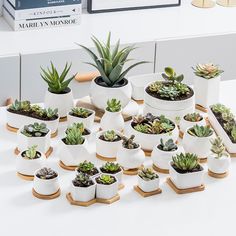 there are many succulents in white pots on the table next to each other