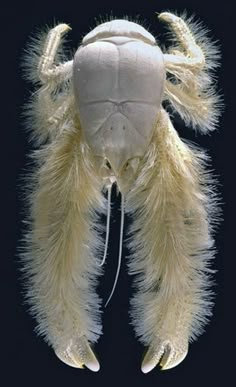 an insect with long legs and white fur on it's back