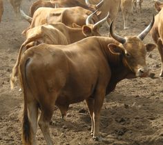 a herd of brown cows standing on top of a dirt covered field next to each other