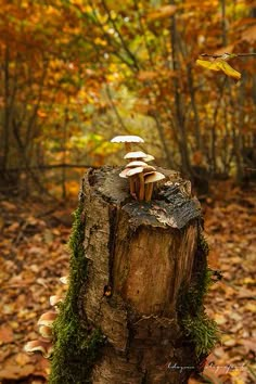 mushrooms growing out of a tree stump in the woods