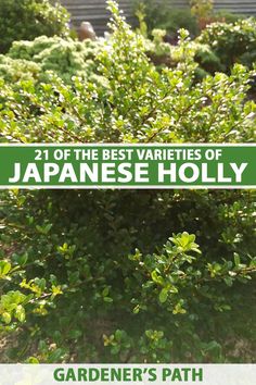 there is a sign that says the best varieties of japanese holly in this garden's path