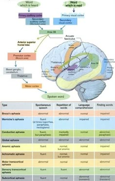 the human brain is labeled in several different languages, including words and pictures on it