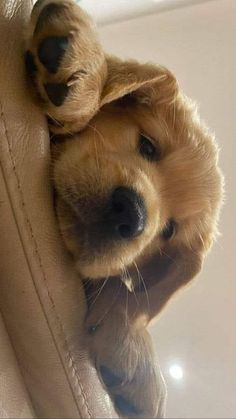 a puppy is laying down on the back of a couch with it's head sticking out