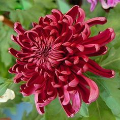 a large red flower with green leaves in the foreground and purple flowers in the background