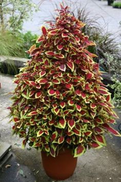 a large potted plant with red and green leaves on it's side in a garden