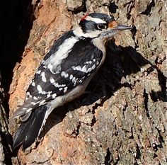 a woodpecker sitting on the bark of a tree