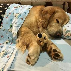 a dog laying on top of a bed next to a stuffed teddy bear in it's paws