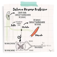 the diagram for sistema nervoe peljece on a piece of paper