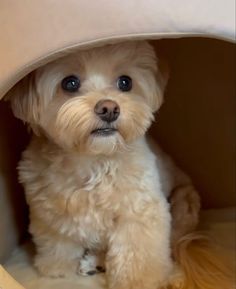 a small white dog sitting in a pet bed with his eyes wide open and looking at the camera