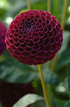 a close up of a red flower with green leaves in the backgroup