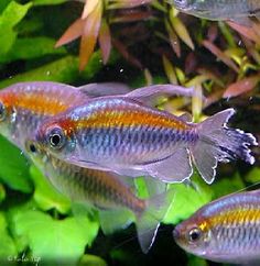 three fish are swimming in an aquarium with green plants and algaes around the edges