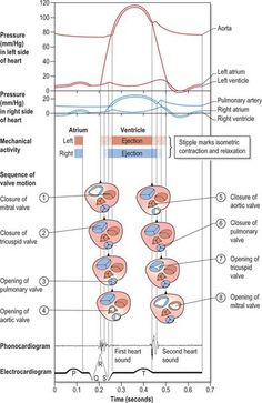 the diagram shows different stages of an organ's development and function in its environment