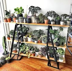 a shelf filled with lots of potted plants on top of a wooden floor next to a wall