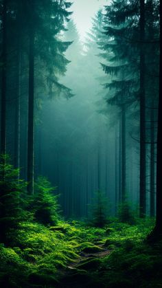 a path in the middle of a green forest