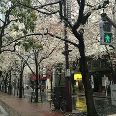 a city street filled with lots of trees covered in white flowers and green traffic lights