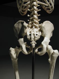 the skeleton of an elephant is shown in this image