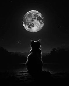 a black and white photo of a cat looking at the moon