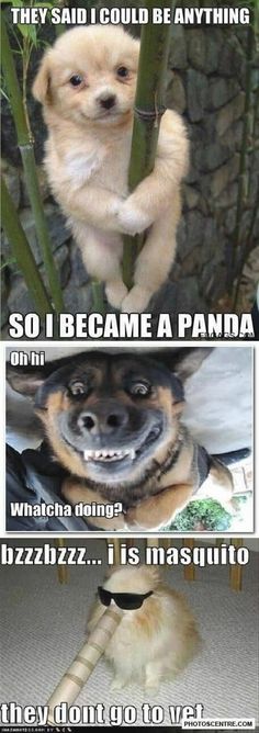 three different pictures of dogs with captions on them and in the middle one says, they said i could be anything so i came a panda