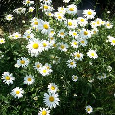 white and yellow flowers growing in the grass