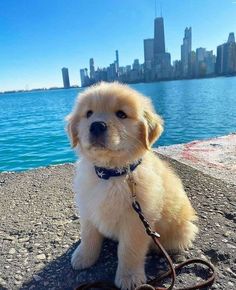 a small dog sitting on top of a beach next to the ocean with a city skyline in the background