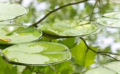 water lilies floating on the surface of a pond with green leaves and branches in the background