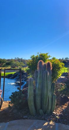 a large green cactus sitting next to a river