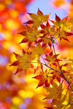 the autumn leaves are changing colors in the background, while the sky is blue and yellow