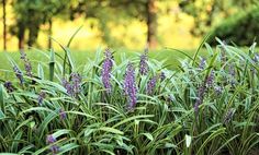 some purple flowers are growing in the grass