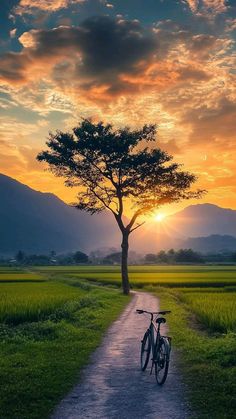 a bike parked on the side of a dirt road next to a tree and grass field