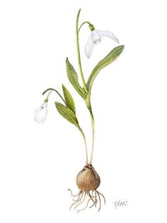 a watercolor painting of some white flowers with green leaves and roots on a white background