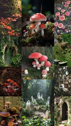 many different pictures of mushrooms in the woods