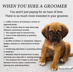 a brown puppy sitting on top of a white floor next to a sign that says when you hire a groomer