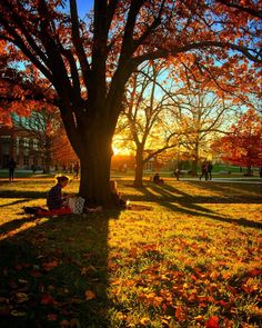 a person sitting under a tree with the sun setting in the background and leaves on the ground