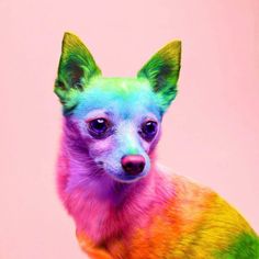 a small dog with multicolored fur on it's head and ears, sitting in front of a pink background